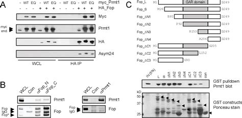 Figure 3 From Functional Proteomics Analysis Of Transcription Factor