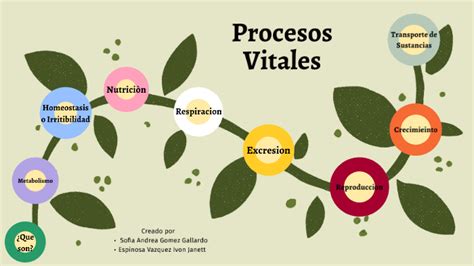 Procesos Vitales By Ivone Janett Espinosa Vazquez On Prezi