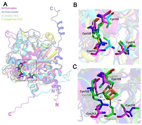 Superposition Of The Rosettafold And Alphafold 3d Models Of Ttca From