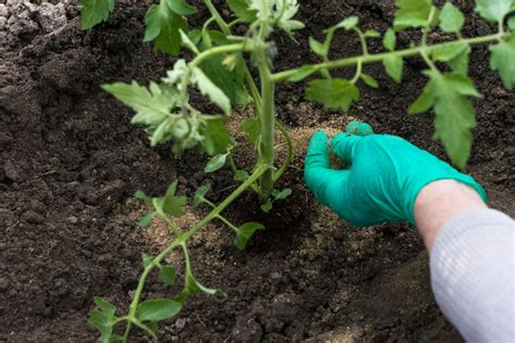 Avec Cet Engrais Naturel Pour Les Plantes Enfin Tout Fleurira