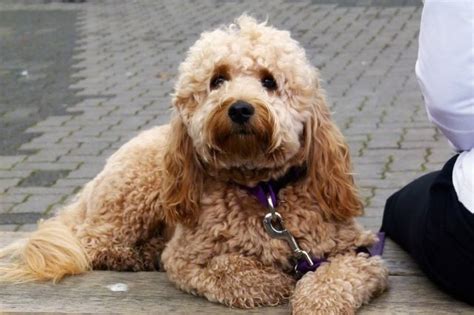 Cavapoo Vs Cavoodle What’s The Difference