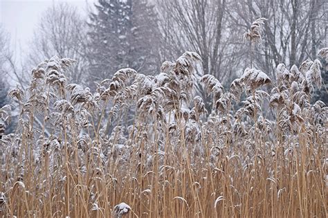 Gallery: Ornamental Grasses In Winter