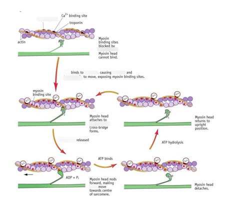 Diagram Of Sliding Filament Theory Quizlet