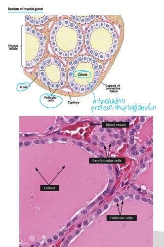 Lecture 61 Thyroid Hormones 1 Flashcards Quizlet