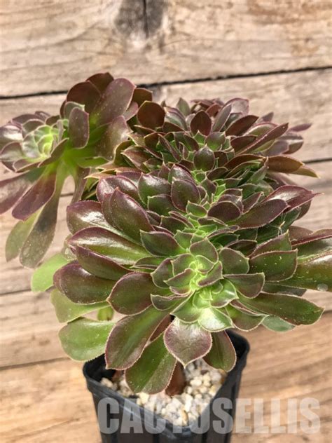 SHPR5093 Aeonium variegated (Aeonium canariense x Aeonium arboreum) – Кактус онлайн