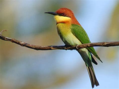 Birding2asia Asia Photo Gallery Kingfishers Bee Eaters Trogon And