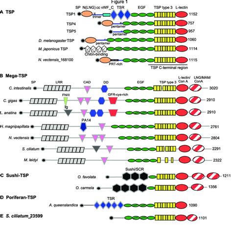 Schematic Diagrams Of The Domain Architectures Of Representative Tsps