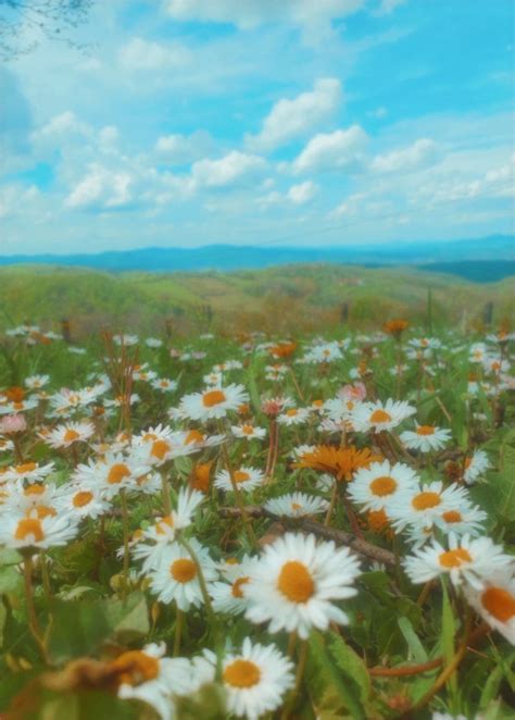 Daisies On A Hill Natural Landmarks Landmarks Nature