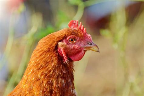 Golden Comet Chicken Egg Production Breed Personality And Care