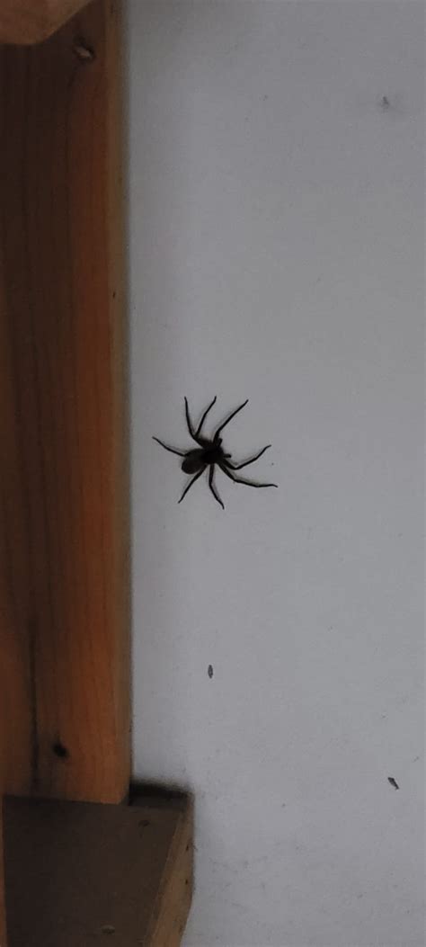 spider identification help- Sydney Australia : r/whatsthisbug