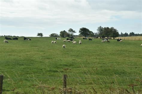 Black And White Sheep Grazing N Chadwick Cc By Sa 2 0 Geograph