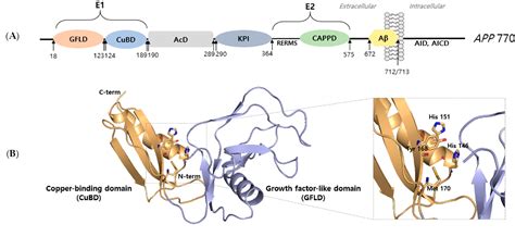 Figure 1 From Molecular Characteristics Of Amyloid Precursor Protein