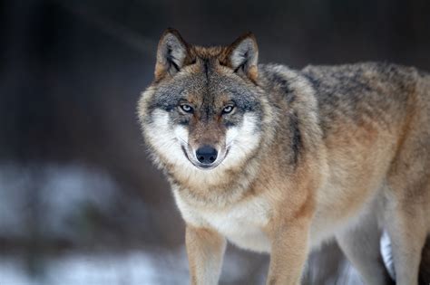 Bund Klagt Gegen Wolfsabschuss