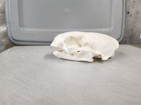 Lontra Canadensis River Otter Skull Pathology Etsy