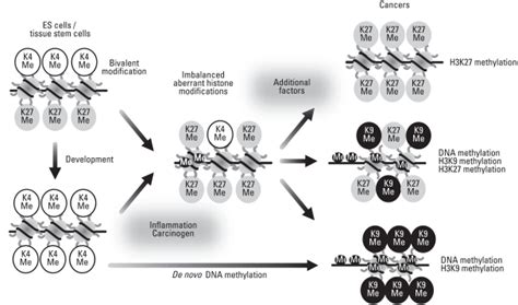 Model Of De Novo Dna Methylation And De Novo Histone Modifications In