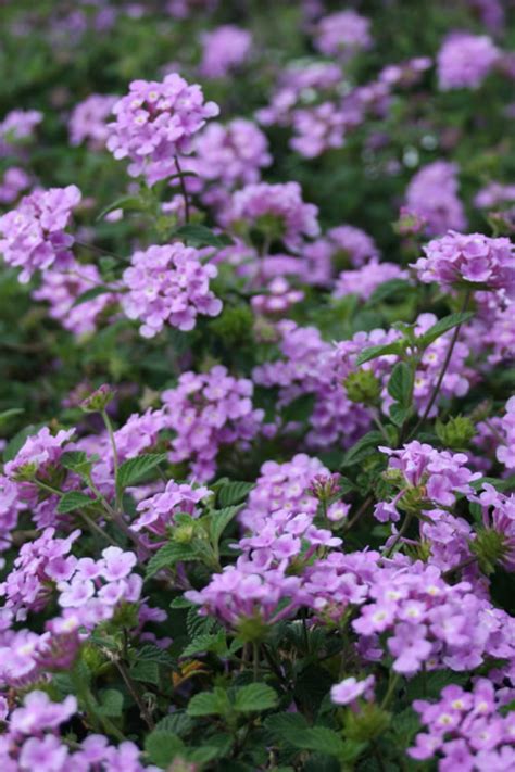 Buy Trailing Lavender Lantana | FREE SHIPPING | Wilson Bros Gardens | 1 Gallon Pot