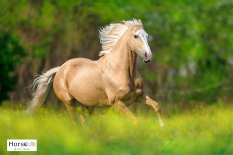 300+ Unique Palomino Horse Names (Ideas for Mares & Stallions)