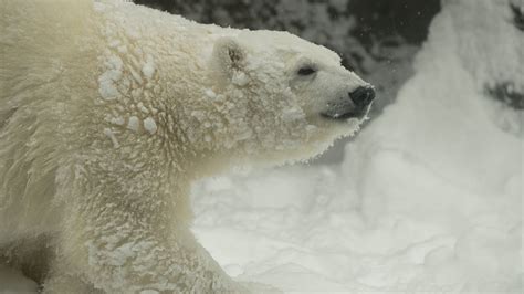 Polar Bears Inspire Visionary New Polar Passage Habitat Youtube