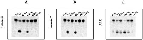 Catalytic Activities Of Wild Type And Mutant Hogg1 Proteins The 32