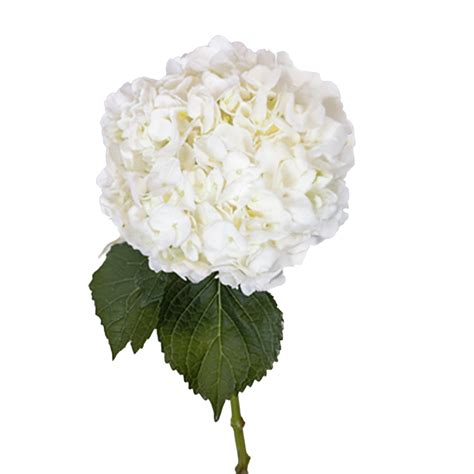 white hydrangea del alma group