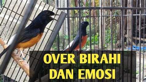 Over Birahi Dan Over Emosi Murai Batu Jangan Dibuat Bingung Youtube