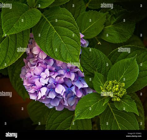 Beautiful Hydrangea Plant With Purple Cluster Of Flowers Partially