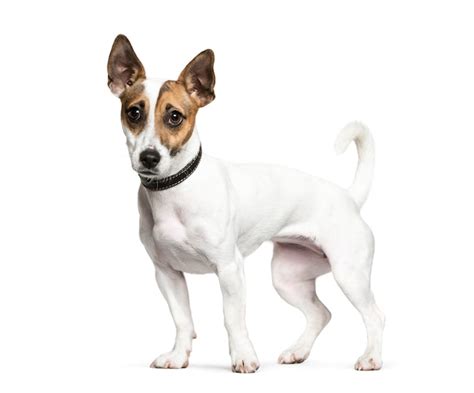 Jack Russell Terrier Png Zdj Cia Darmowe Pobieranie Na Freepik