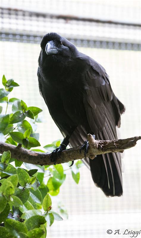 Hawaiian Crow Corvus Hawaiiensis Photo Call And Song