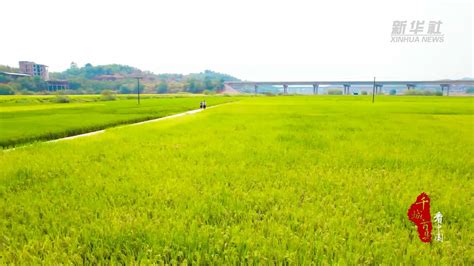 千城百县看中国｜湖南：风吹稻浪 风景如画冷水滩区马宝军新华