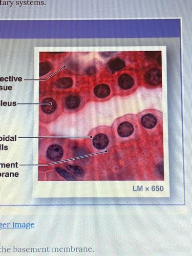 Chapter 4 Tissue Level Pt 2 Flashcards Quizlet