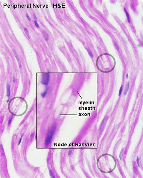 Peripheral Nerve Histology Nodes Of Ranvier