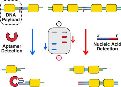 Multiplexed Labelfree Biomarker Detection By Targeted Disassembly Of