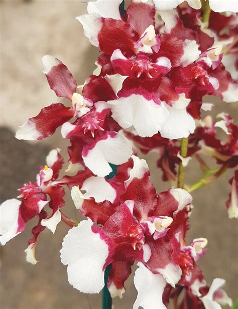 Oncidium Orchids Heaven Scent Redolence Tesselaar