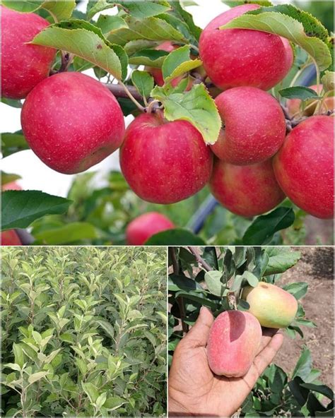 Native Earth Apple Plant Hariman Variety Hrmn 99 Live Grafted Tree