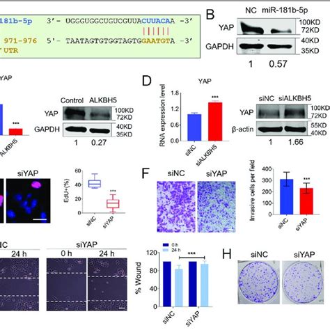 Tumor Inhibition Impact Of ALKBH5 In Human Osteosarcoma Cells A B