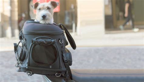 Cómo llevar perros en moto Tips para cuidar a tu mascota rider