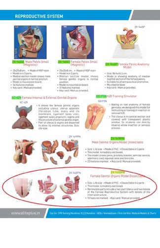 ZX 1420PN Female Genital Organs Model Dissectible At Rs 11200 Human