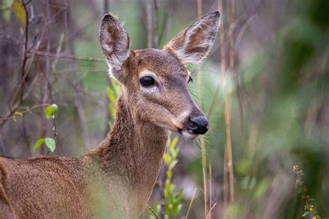 How to build a deer fence with fishing line - SeedSavers