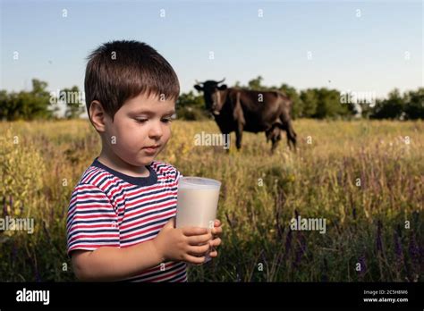 Petite Fille Boit Du Lait Avec La Vache Banque De Photographies Et D