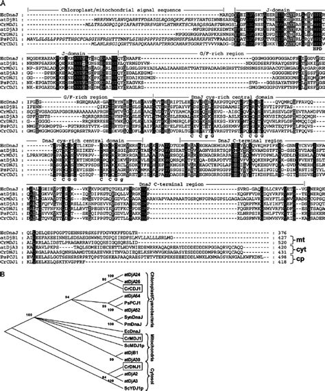 Alignment And Phylogenetic Tree Of Dnaj Homologs A Alignment Of Amino