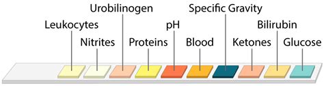 Urine Ph Color Chart