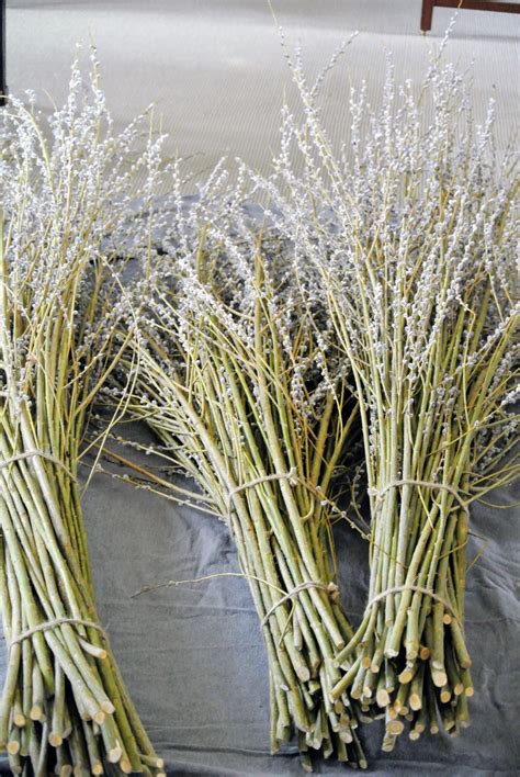 Making Pussy Willow Arrangements The Martha Stewart Blog