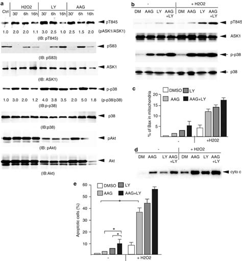 Inhibition Of Hsp Or Akt Induces And Enhances H O Induced Activation