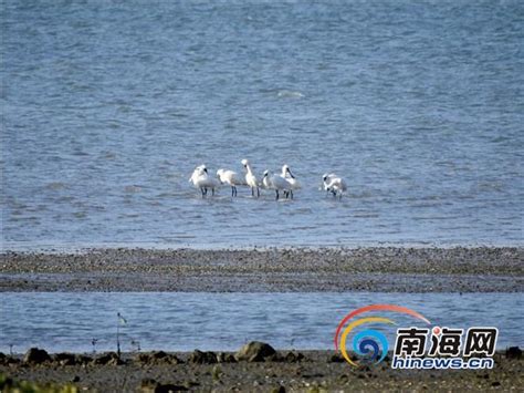 海南發現2隻「極危」鳥類勺嘴鷸 黑臉琵鷺已達79隻 每日頭條