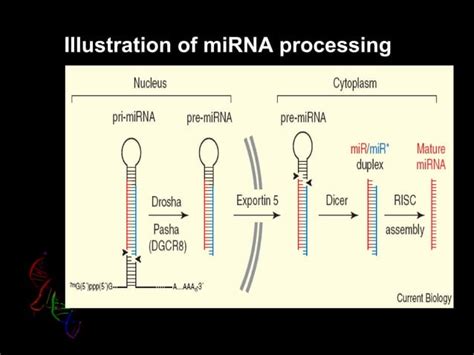 Rna Interfernce Ppt Ppt