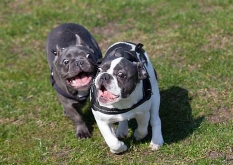 Gu A Para Elegir La Raza De Perro Perfecta Para Tu Estilo De Vida