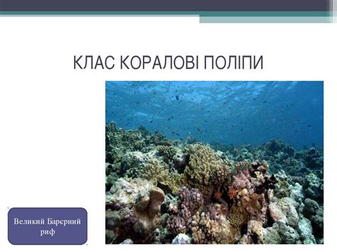 РІЗНОМАНІТНІСТЬ КИШКОВОПОРОЖНИННИХ презентація з біології