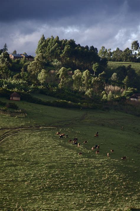 Pâture Minembwe Sud Kivu RDC Août 2012 Justine Brabant Flickr