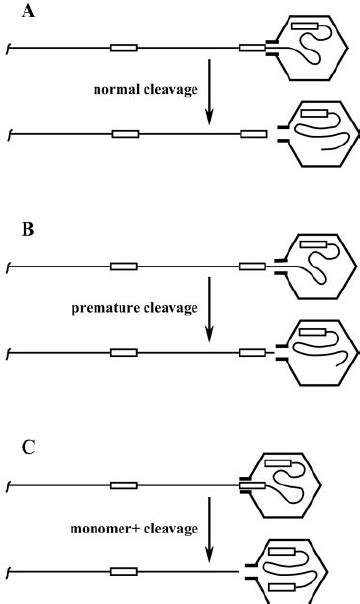 Models For Genome Maturation In The Absence Or Presence Of BDCRB HCMV