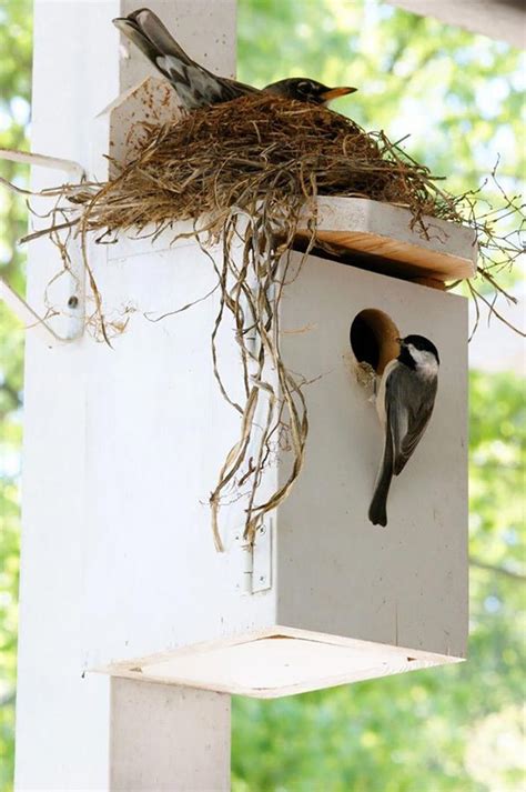 Bird In Everything: Hummingbird Nesting Box